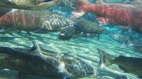 Adult Chinook salmon