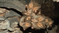 Vampire Bats with Infection Found to Self-Isolate from Their Friends but Still Care for Their Family and More Bat Facts