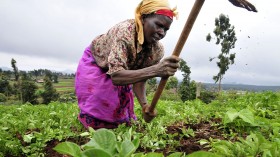 Nature World News - Smallholder Farmers In Zambia Can Combat Deforestation, Climate Change