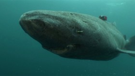 Greenland shark 