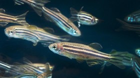 Nature World News - How Mutant Zebrafish Helped Unlock the Secret to Their Stripes