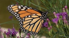Milkweed and Butterfly Gardens to Save Butterfly Monarchs 