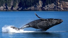 Young Humpback Whale Found Dead in Ocean Shores Died from Blunt Force Trauma 