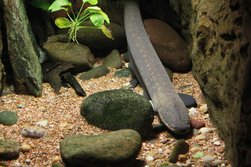 The Fascinating Life of Eels, Which Breed Only During Their Last Year of Life