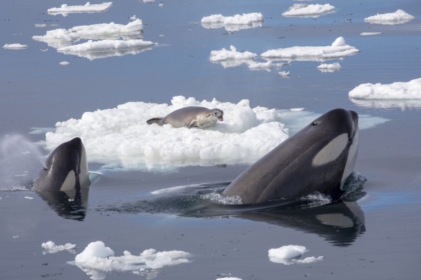 Bonne nouvelle : Orca qui a pleuré et porté ses veaux morts pendant 17 jours et est à nouveau enceinte 
