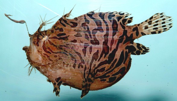 Amazing Anglerfish Discovery: No Acquired Immune Functions for Reproductive Success