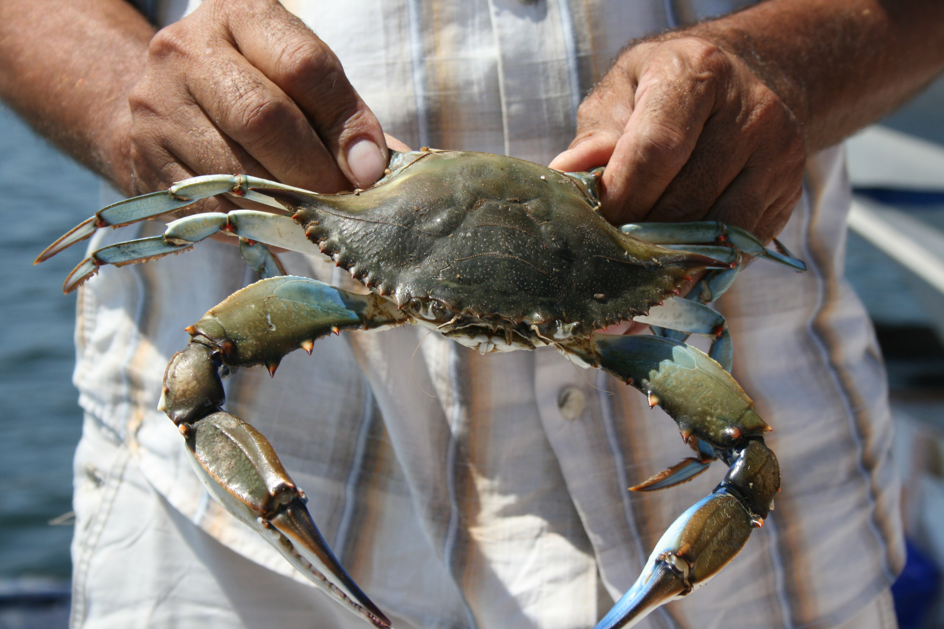 blue crab images