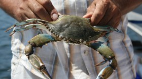 Invasive Blue Crab Species Wrecks Livelihood of Fishermen in Albania