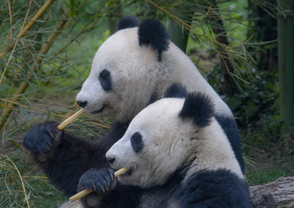 Saving Giant Panda at the Expense of Leopards, Snow leopards, Wolves and Asian wild dog