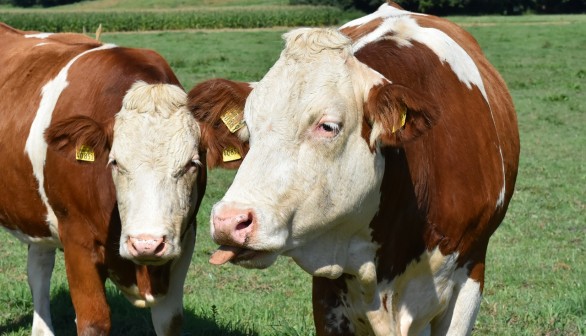 Study Found Dairy Cows Form Complex Relationships Which are Disrupted When  Put into New Groups