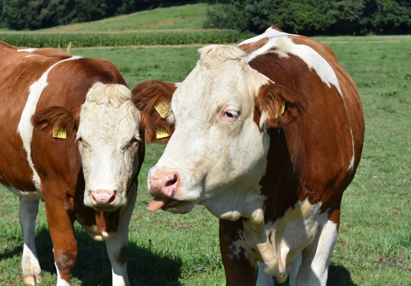 Study Found Dairy Cows Form Complex Relationships Which are Disrupted When  Put into New Groups