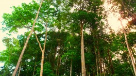 Small Drought-Resilient Trees May be the Future of the Amazon Rainforest