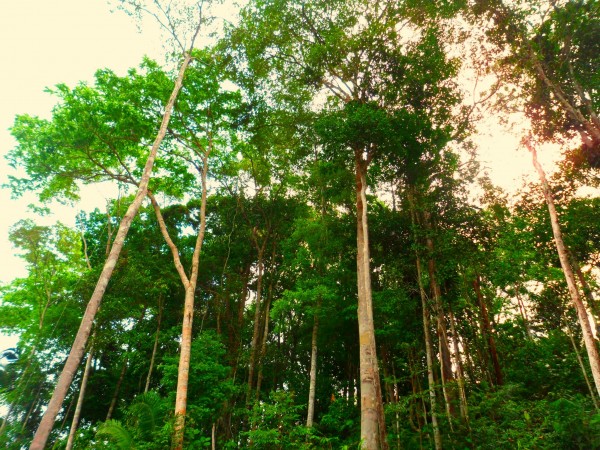 Small Drought-Resilient Trees May be the Future of the Amazon Rainforest