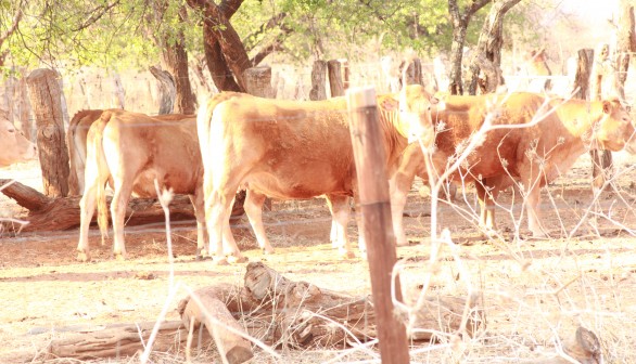 Large Carnivores are Less Inclined to Attack Cattle When They Have Painted Eyes on their Rumps