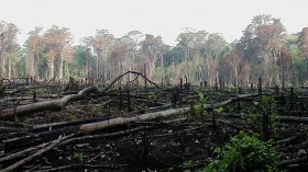 The image, taken in Lacanja, Mexico, exemplifies the sort of slash-and-burn deforestation that occurs in the Congo Basin.