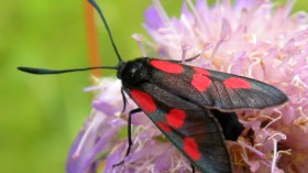 Populations of 80 moth species in Finnish Lapland are generally either stable or increasing