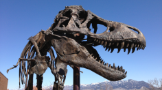 a bronze replica of the Nation’s T. rex outside the entrance of Montana State University’s Museum of the Rockies, Bozeman, Mont., wankel t rex, tyrannosaurus rex