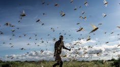 Pheromone Chemical Triggers Locust Swarms and Can be Used to Prevent Plagues