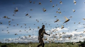 Pheromone Chemical Triggers Locust Swarms and Can be Used to Prevent Plagues