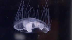 Department of Fish and Wildlife Says Freshwater Jellyfish Exist in Kentucky