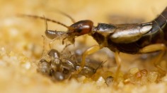 Scientists have discovered clues to the development of social behavior in earwig families.