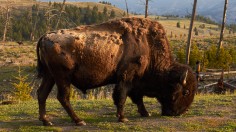 Female Biker Attacked by Bison For Getting too Close to Herd 