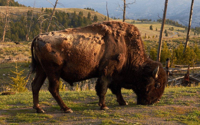 Female Biker Attacked by Bison For Getting too Close to Herd 
