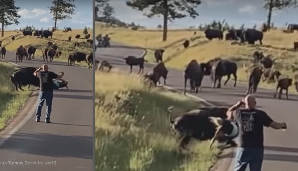 Nature World News - Female Biker Attacked by Bison For Getting too Close to Herd 