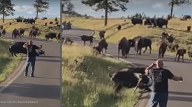 Nature World News - Female Biker Attacked by Bison For Getting too Close to Herd 