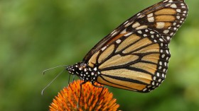 Study Debunks Migration Mortality as Major Cause of Butterfly Monarch’s Population Decline 