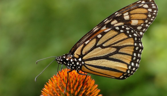 Study Debunks Migration Mortality as Major Cause of Butterfly Monarch’s Population Decline 