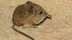 Nature World News - Rediscovered: Elephant Shrew in Africa After Being 