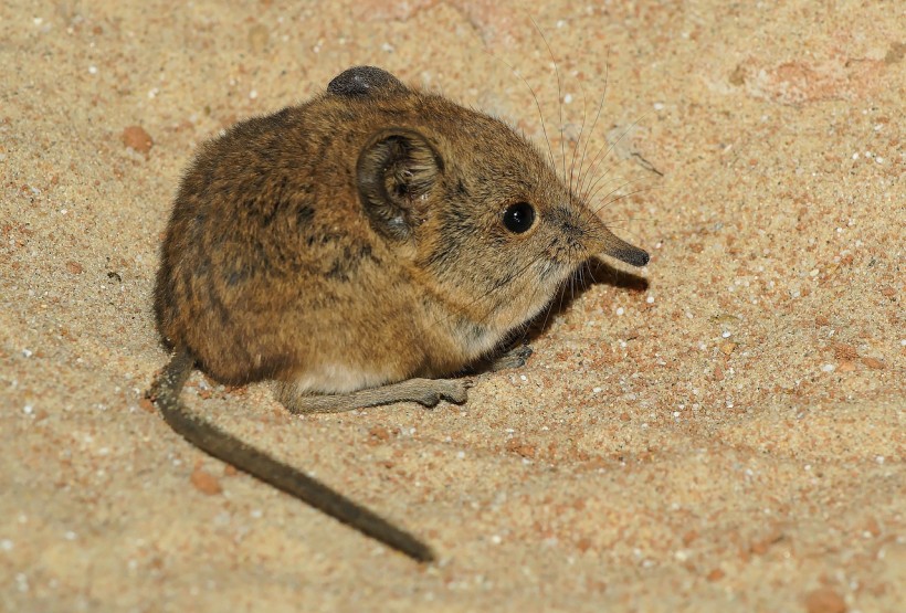 Nature World News - Rediscovered: Elephant Shrew in Africa After Being