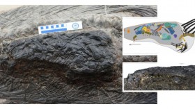 Nature World News - Fossil of Marine Prehistoric Reptile with Last Meal in its Stomach Discovered 