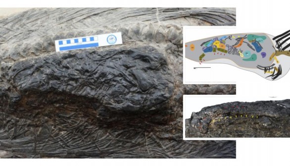 Nature World News - Fossil of Marine Prehistoric Reptile with Last Meal in its Stomach Discovered 