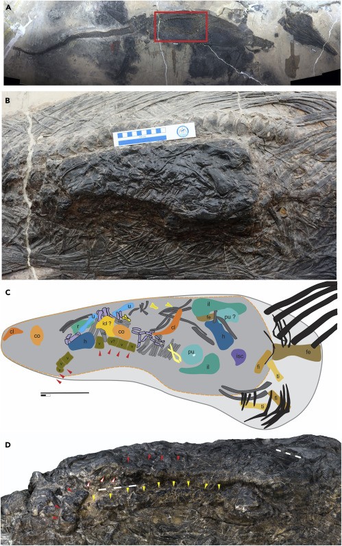 Nature World News - Fossil of Marine Prehistoric Reptile with Last Meal in its Stomach Discovered 