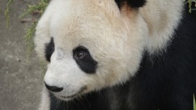 Giant Panda Gives Birth at Smithsonian National Museum 