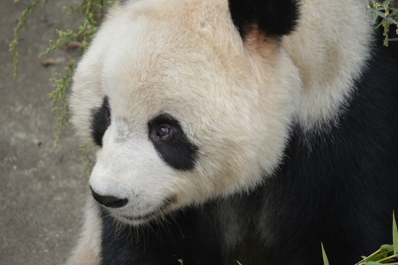 Giant Panda Gives Birth at Smithsonian National Museum 