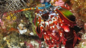 A Closer Look at the Incredible Punch Capacity of the Mantis Shrimp