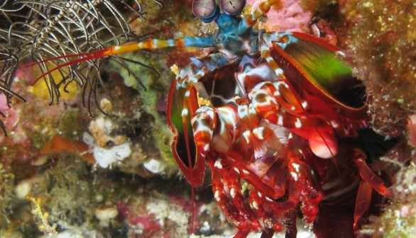 A Closer Look at the Incredible Punch Capacity of the Mantis Shrimp