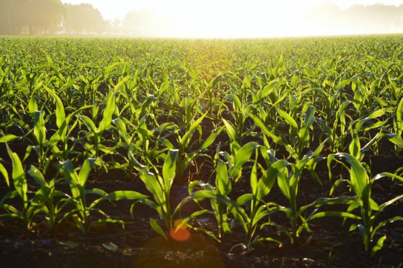 Practicing Soil Conservation Benefits Farmers and Their Crops, Study Says