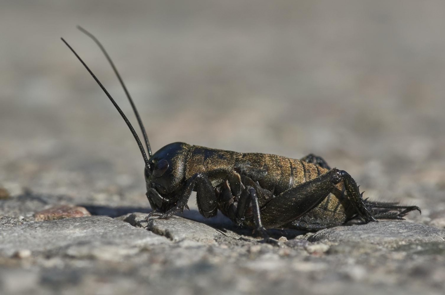 Dealing with Pesky Mole Crickets? Here's How to Remove Them | Nature