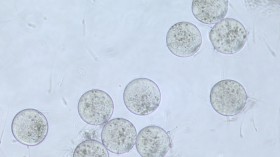 Fertility scientists have solved the mystery of how eggs know when sperm has come into contact with them, new research suggests.  