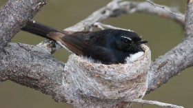 Crooners of the Night: The Nocturnal Singing of Willie Wagtails