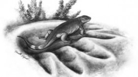 Eocasea in the footprint of largest known herbivore of its time, Cotylorhynchus