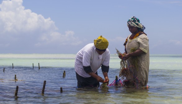 Seaweed May Replace Plastic as Future Source of Fuel and Food