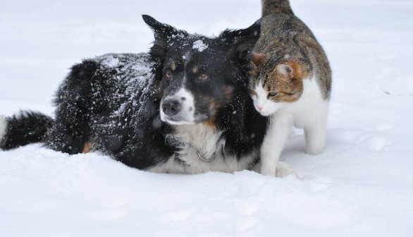 Cats and Dogs: Five Things You Should Know about Colorblindness and other Senses 