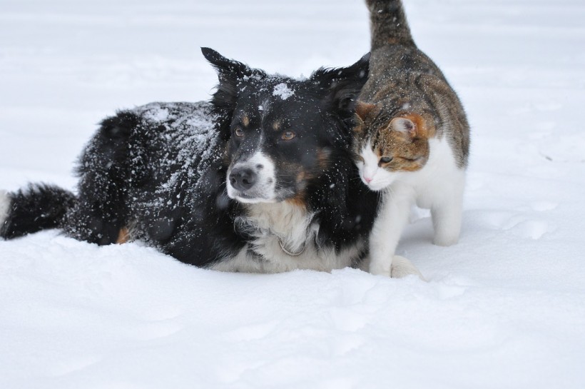 Cats and Dogs: Five Things You Should Know about Colorblindness and other Senses 