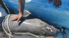 Nature World News - Mauritius Oil Spill: Last Moments of Mother Dolphin and her Calf Caught on Video 