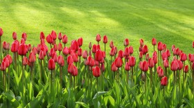 Growing Flower Bulbs for a Colorful Spring Garden 